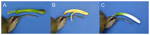 Trait matching between corresponding pairs of morphological traits in three plant species and their exclusive hummingbird visitor, Phaethornis longirostris, in the study area.