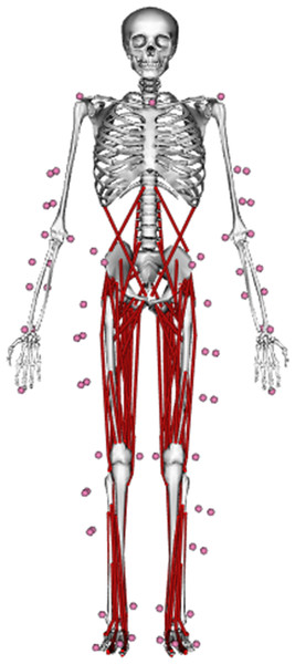 Three-dimensional musculoskeletal model (Hamner, Seth & Delp, 2010) used in the current study.