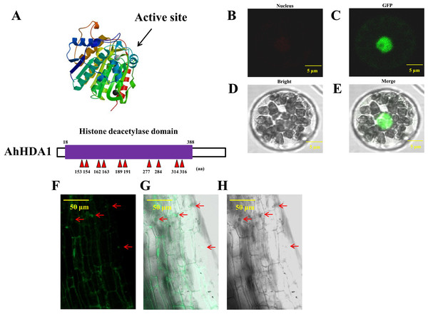 AhHDA1 protein posesses a typical histone deacetylase domain and locates in nucleus.