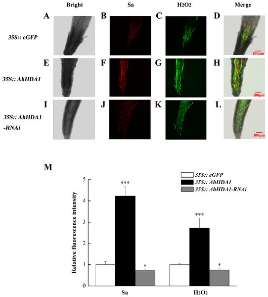 Reactive oxygen species have higher degree of accumulation in over-expressing AhHDA1.