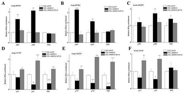 AhHDA1 affect the H3ac acetylation status at ABA metabolism related genes.