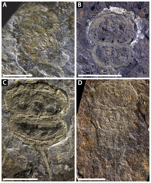 Four specimens of Prolimulus woodwardi from the National Museum of Prague Paleozoic Invertebrate collection.