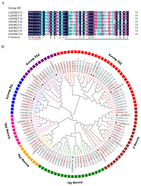 Sequence alignment and phylogenetic tree analysis of WRKY domains from C. goeringii, O. sativa, and A. thaliana.