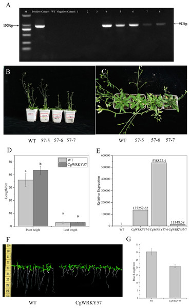 PCR identification and phenotype observation of T3 overexpression CgWRKY57 transgenic plants.