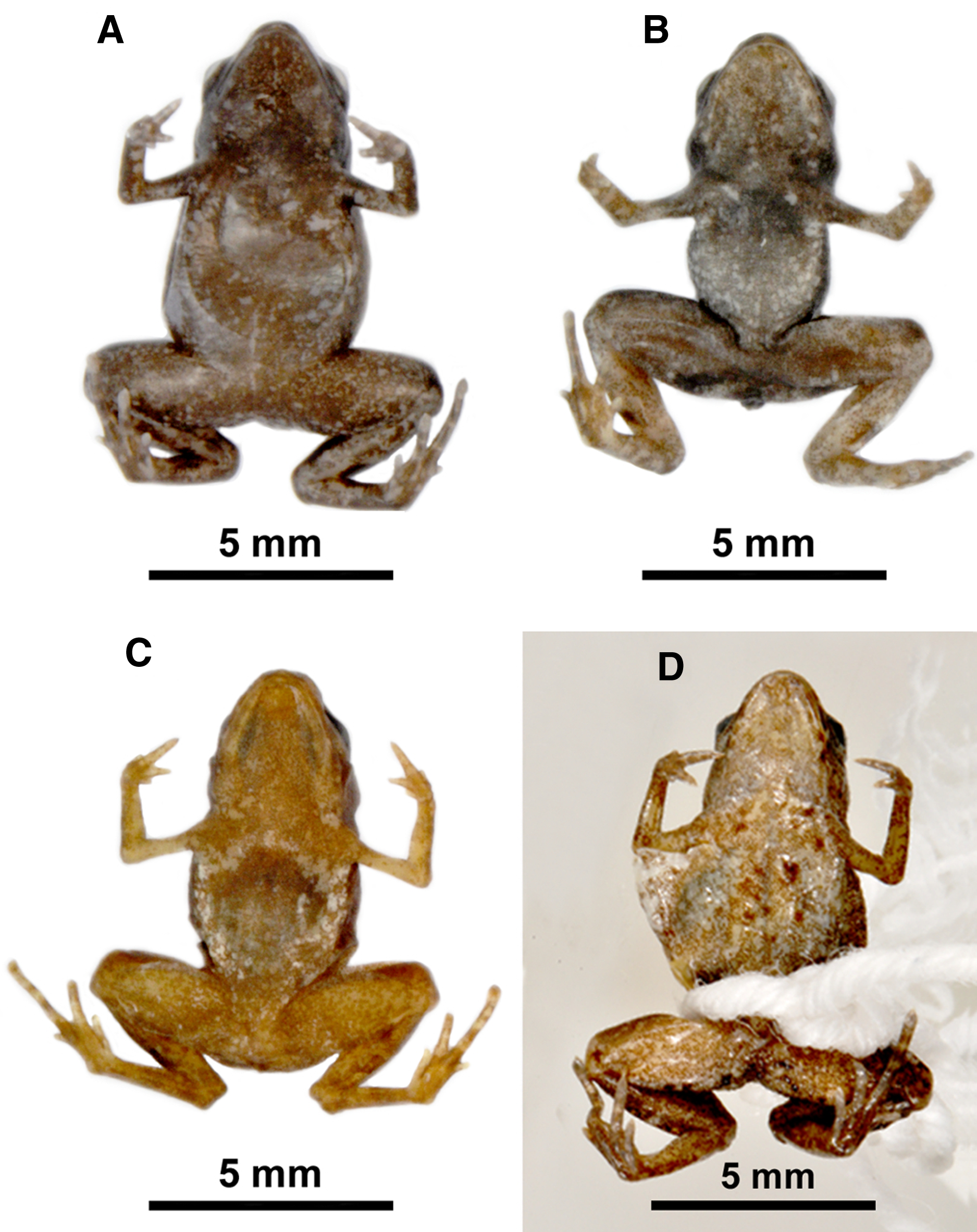 A review of the diagnosis and geographical distribution of the recently  described flea toad Brachycephalus sulfuratus in relation to B. hermogenesi  (Anura: Brachycephalidae) [PeerJ]