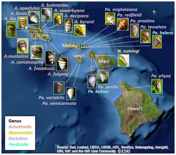 Map showing locations of 22 species in the subfamily Achatinellinae across the Hawaiian Archipelago (outgroup species in the study are not pictured).