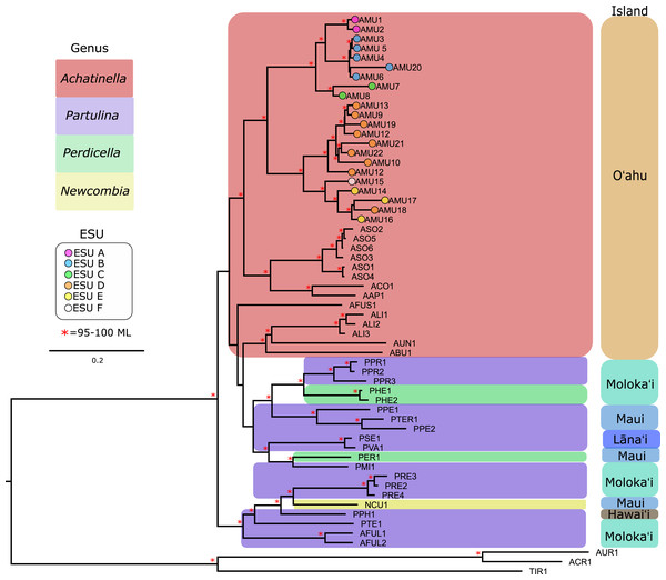 Mitochondrial genome Maximum Likelihood tree. Complete and nearly complete mitochondrial genomes from populations of Achatinella mustelina and outgroup taxa were used to construct the tree.
