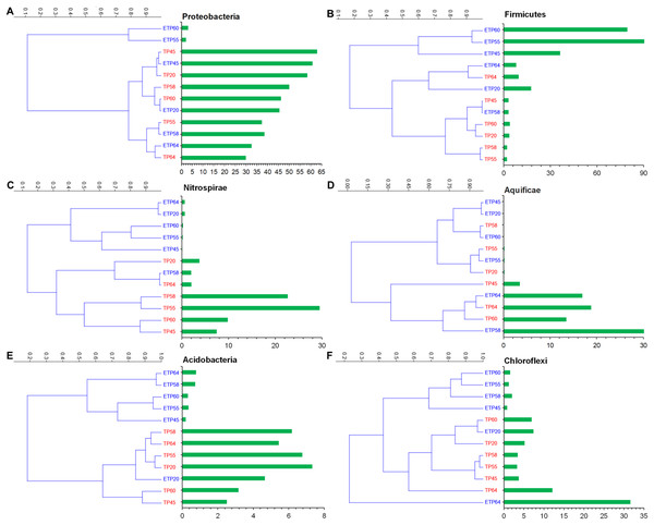 Hierarchical clustering of six relatively abundant phyla in the enriched and nonenriched samples from Tatta Pani hot spring, using the unweighted pair group method with arithmetic mean tree in the Bray–Curtis analysis.