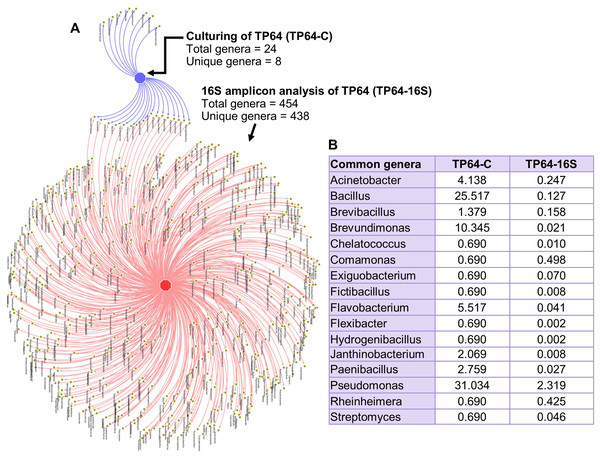 Analysis of common and unique genera identified from culture-dependent analysis of the Tatta Pani hot spring sample TP64 (TP64-C), compared with 16S amplicon sequence analysis of non-enriched TP64 sample (TP64-16S).