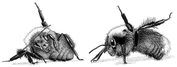 The disturbance leg-lift response (DLR) of the bumble bee.