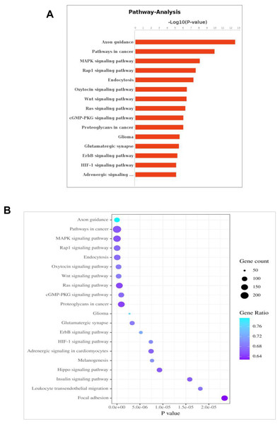 KEGG pathway analysis for the predicted target genes of the differentially expressed miRNAs.