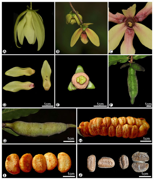 Flower and fruit morphology of Meiogyne oligocarpa sp. nov.