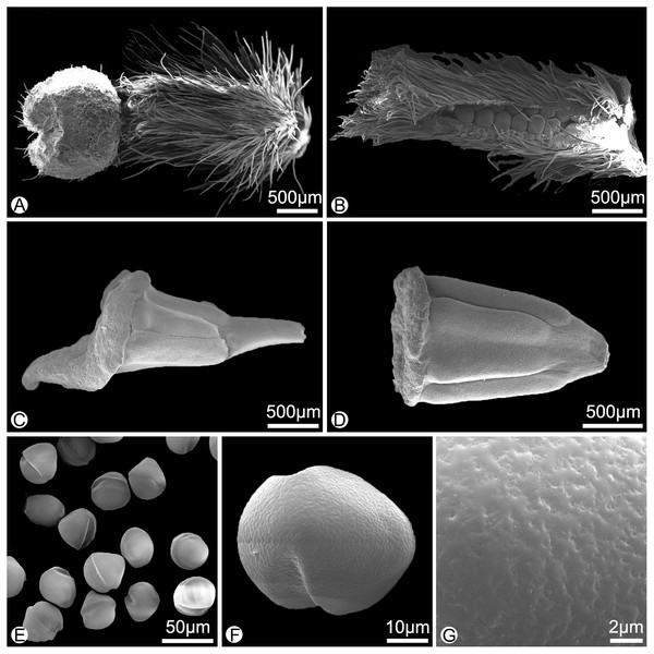 Morphology of the surface of carpels, stamens and pollens of Meiogyne oligocarpa sp. nov. (scanning electron micrographs).