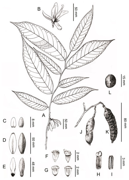 Line drawing of Meiogyne oligocarpa. sp. nov.