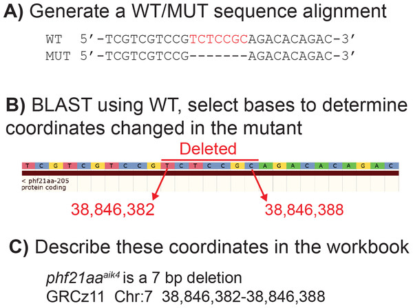 Example of how to determine DNA coordinates for a simple deletion allele, phf21aaaik4.