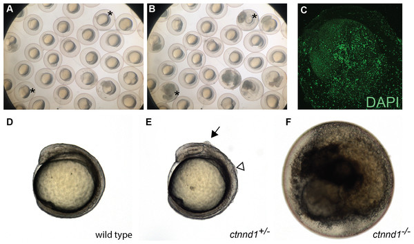 Embryonic disintegration in ctnnd1 mutants.