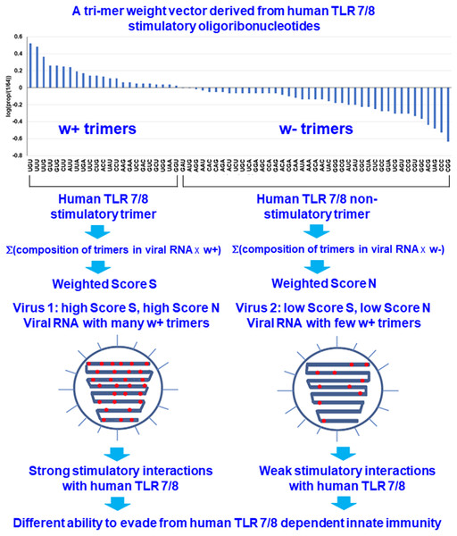 Design rationale for evaluating the interactions between viral RNAs and human toll-like receptors 7/8 by analyzing the human TLR 7/8 stimulatory triribonucleotide composition of viral RNAs.