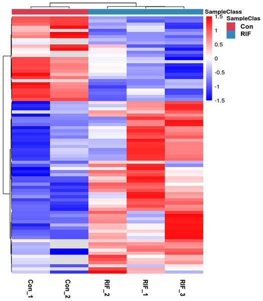 The hierarchical clustering for endometrium proteins between repeated implantation failure (RIF) and pregnant controls (Con) groups.
