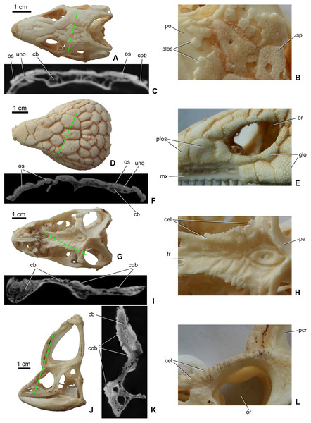 Surface view and microCT cross sectional images (in level of the green line) of cranial ornamentation developed as either osteodermal fusion (A–F) or elaboration of skull bones (G–L) in squamates.