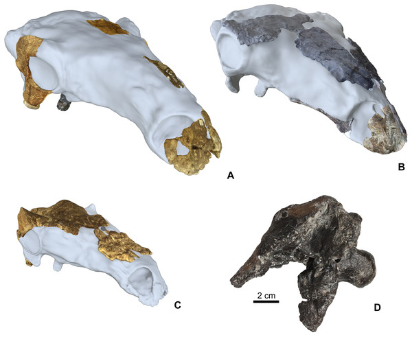 Cranial specimens of the Late Cretaceous (Santonian) nodosaurid ankylosaur, Hungarosaurus tormai in 3D reconstruction (for 3D reconstruction see Video S1–S6).