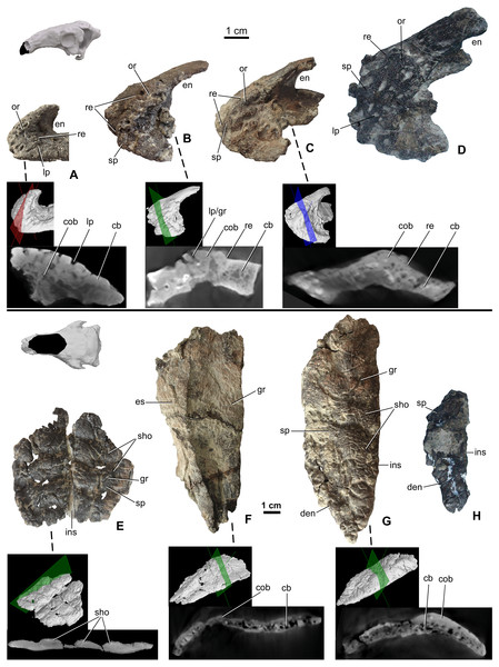 Ontogenetic change of the cranial ornamentation on the premaxillae (A–D) and nasals (E–H) of Hungarosaurus.
