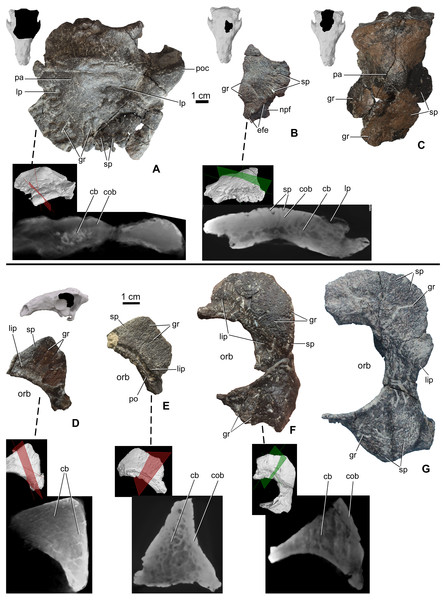 Ontogenetic change of the cranial ornamentation on the skull roof and orbital region of Hungarosaurus.