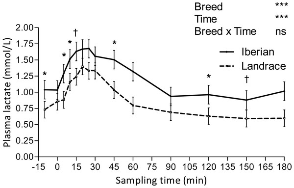 Plasma lactate concentration during intra-arterial glucose tolerance test (500 mg/kg BW; 180 min sampling) in growing Iberian (n = 4) and Landrace (n = 5) pigs.