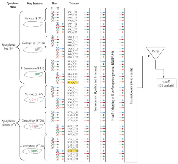 Experimental design and bioinformatic workflow to detect differentially gene expression in D. melanogaster.