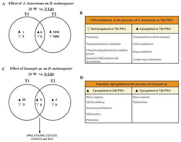 Venn diagrams and enriched functions or Gene Ontology (GO) categories during wasp parasitism in the absence of Spiroplasma.