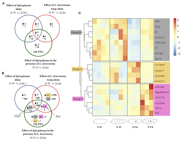 Patterns of differentially expressed genes of Drosophila in the Spiroplasma- L. heterotoma (Lh) interaction.