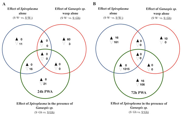 Patterns of differentially expressed genes of Drosophila in the Spiroplasma-Ganaspis sp. (Gh) interaction.