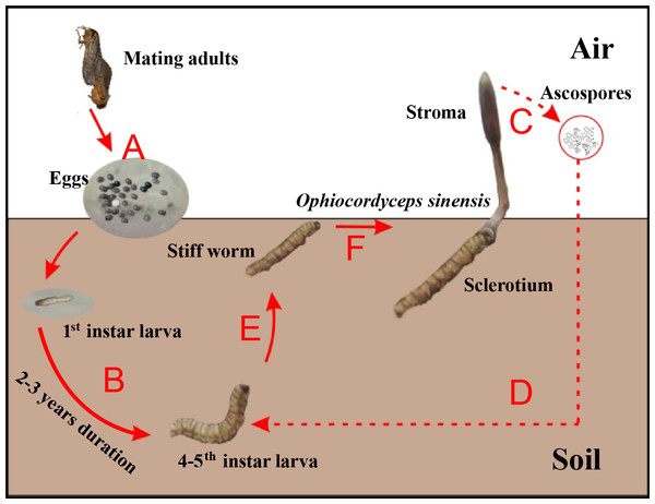 Life cycle of Chinese cordyceps.