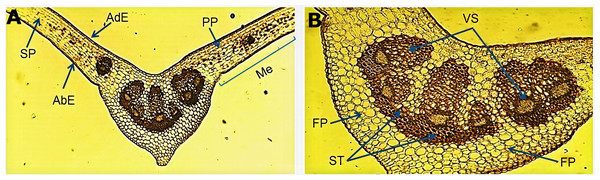 Microscopic characteristics of the leaf from Smilax purhampuy Ruiz.