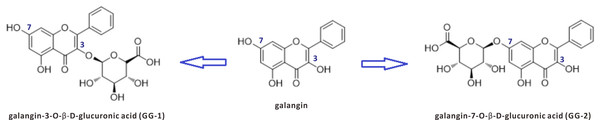 The chemical structures of galangin and its two metabolites GG-1 and GG-2.