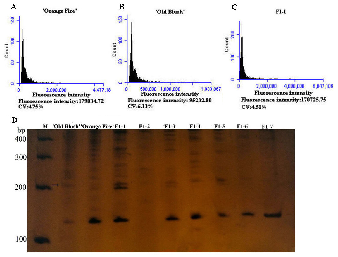 Colchicine Induction Of Old Blush 2n Pollen For The Hybridization And Breeding Of Tetraploid Rose Peerj