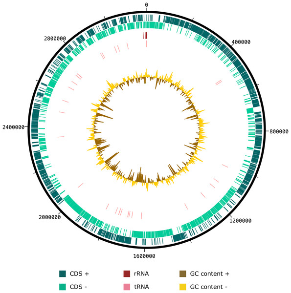 Graphical circular map of SW178 genome.