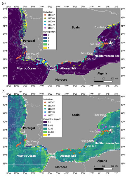 Migration of juveniles of Balearic shearwater in highly impacted seascapes.