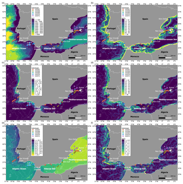 Maps of environmental variables through the migratory journey of juvenile Balearic shearwaters.