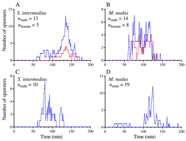 Examples of temporal dynamics of the numbers of simultaneously spawning sea urchins during mass spawning events.