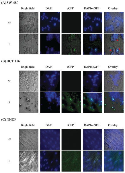 Immunofluorescence staining of (A) SW-480 (G12V KRAS-positive), (B) HCT 116 (G13D KRAS-positive) and (C) NHDF (wt KRAS-negative) cells.