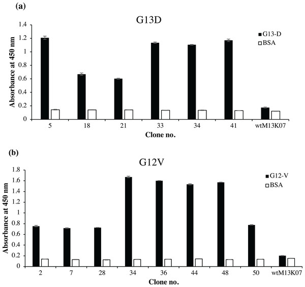 Identification of G12V and G13D mKRAS specific clones by phage-ELISA at 450 nm absorbance.