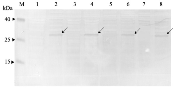 Western immunoblot analysis of anti-mKRAS scFvs in periplasmic fractions.