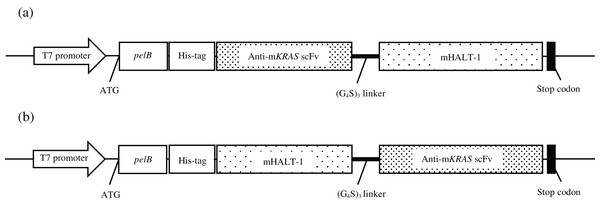 Constructs of recombinant immunotoxin anti-mKRAS scFv with mHALT-1.