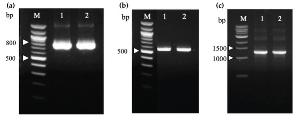 Agarose gel electrophoresis of PCR amplification of recombinant immunotoxins.