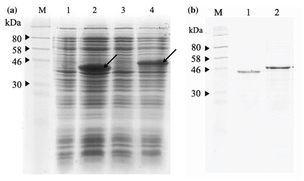 SDS-PAGE analysis of recombinant immunotoxins.