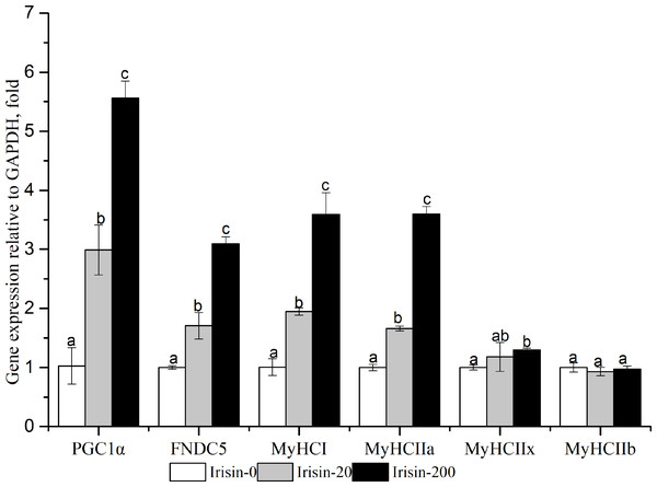 Effects of adding irisin on PGC1α, FNDC5 and MyHC genes expressions in C2C12 myotubes with different amounts of irisin.
