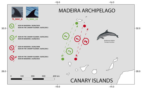 Map showing the two-way movements of two bottlenose dolphins between Madeira Island and La Palma, in the Canary Islands (round-trip of ≈ 920 km).