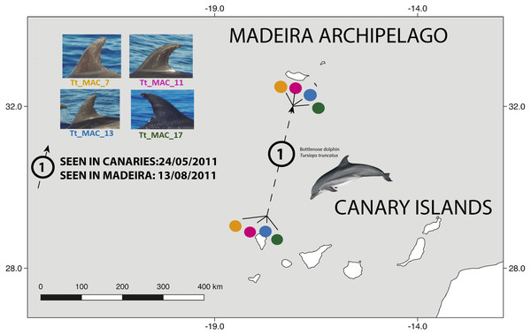 Map showing the movement of four bottlenose dolphins between the island of La Palma, in the Canary Islands and Madeira (≈ 500 km).