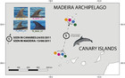 Large-scale movements of common bottlenose dolphins in the Atlantic ...