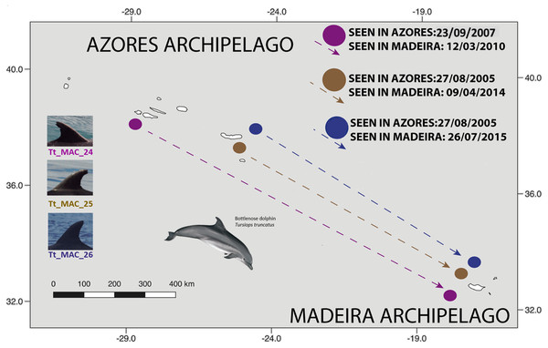 Map showing the movement of three bottlenose dolphins between the Azores (Pico and São Miguel islands), and Madeira archipelagos (≈ 1,000 km).